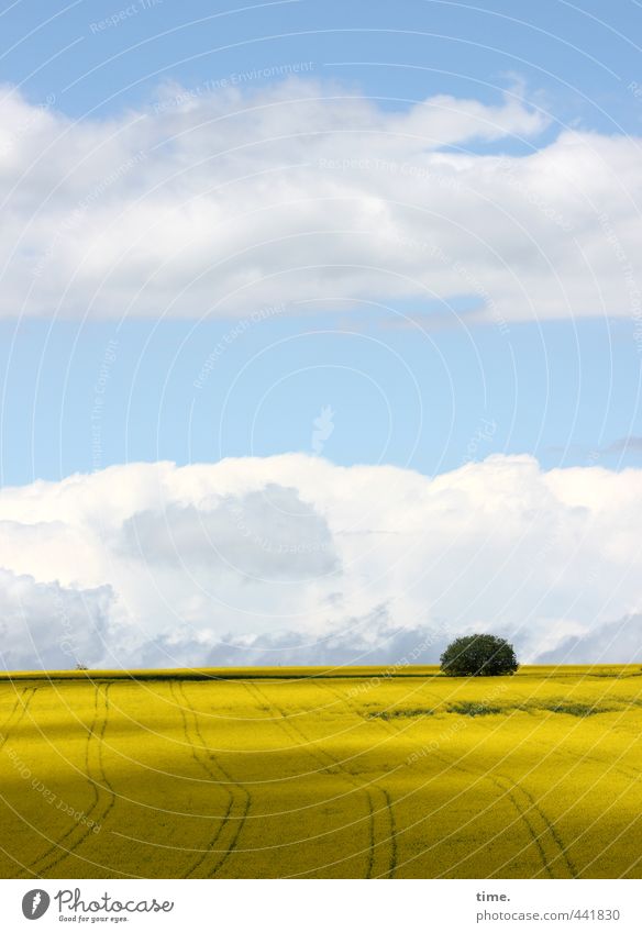 ausgewildert Landwirtschaft Forstwirtschaft Umwelt Natur Erde Himmel Wolken Horizont Schönes Wetter Pflanze Baum Nutzpflanze Raps Rapsfeld Rapsanbau Sträucher