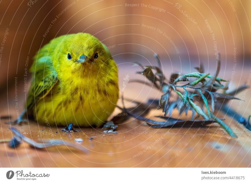 Gelbspötter, lateinischer Name 'Setophaga petechia', ruht sich nach einem Absturz auf einer Holzveranda aus, Atitlansee, Guatemala Vogel Klappergrasmücke