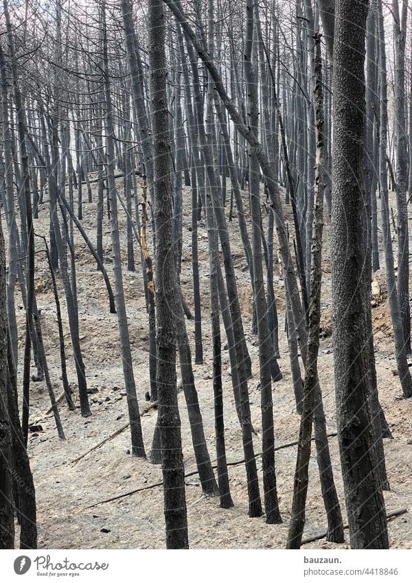 brandwald. Waldbrand Waldboden Brand Baum Feuer Natur Außenaufnahme Rauch Menschenleer Umwelt Farbfoto gefährlich brennen bedrohlich Holz Sommer verbrannt