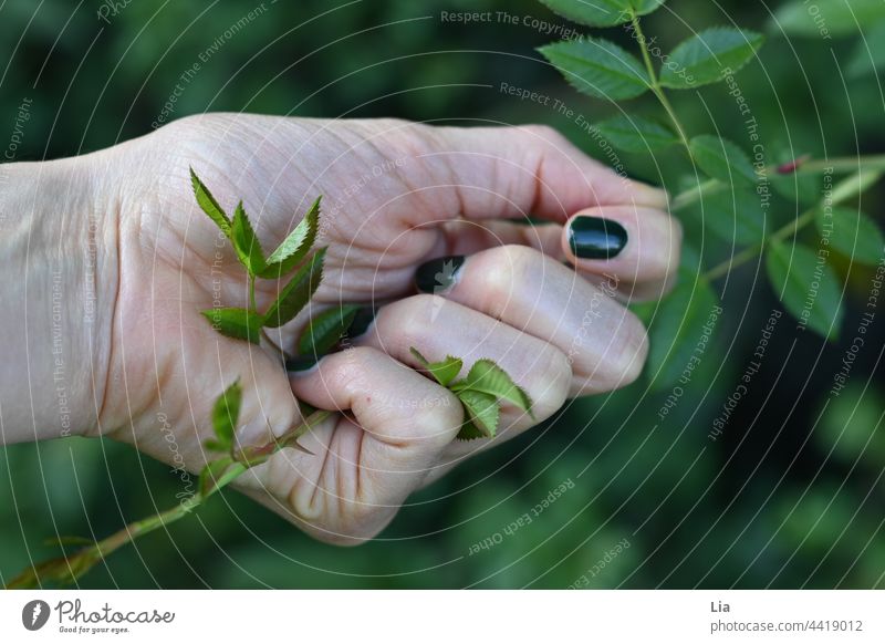 Hand greift Zweig mit Dornen greifen Dornenbusch Dornenstrauch stechend Verletzung Nagellack grün pieksen Schmerz stachelig Nahaufnahme fühlen spüren Pflanze