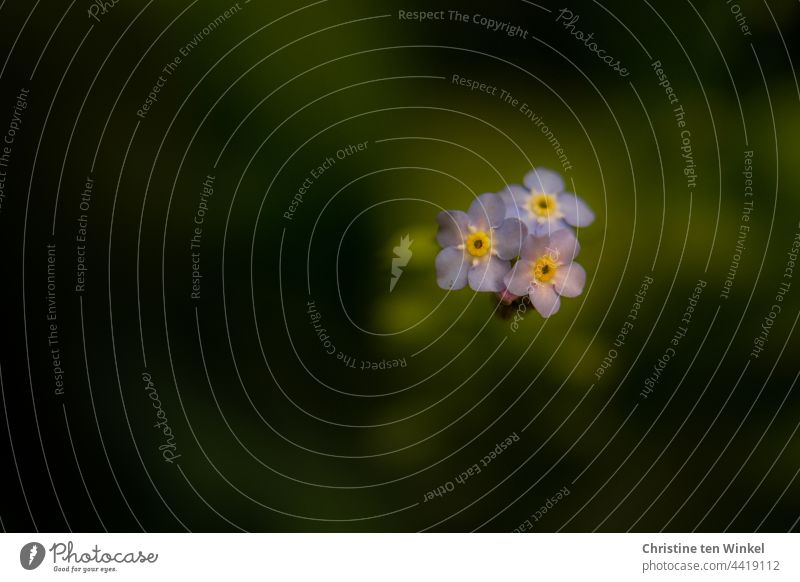 Zarte hellblaue Vergissmeinnicht träumen vom Frühling Myosotis grün schön Frühjahrsblüher romantisch Pflanze Blume Nahaufnahme Blumen Natur Frühlingsgefühle