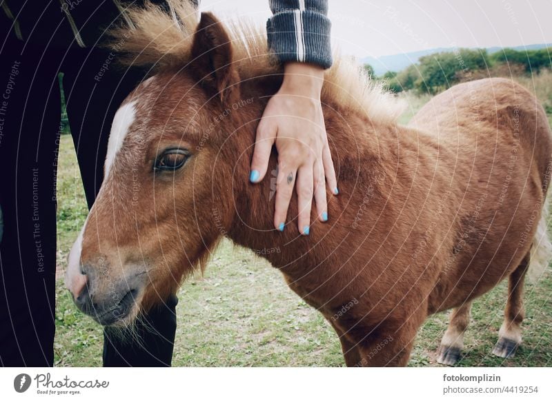 streichelnde Hand und Ponyfohlen Fohlen Tierjunges Tierporträt Tiergesicht Tierliebe Fell Blick Pferd Tierkind klein sanft behutsam Liebkosung Nähe süß