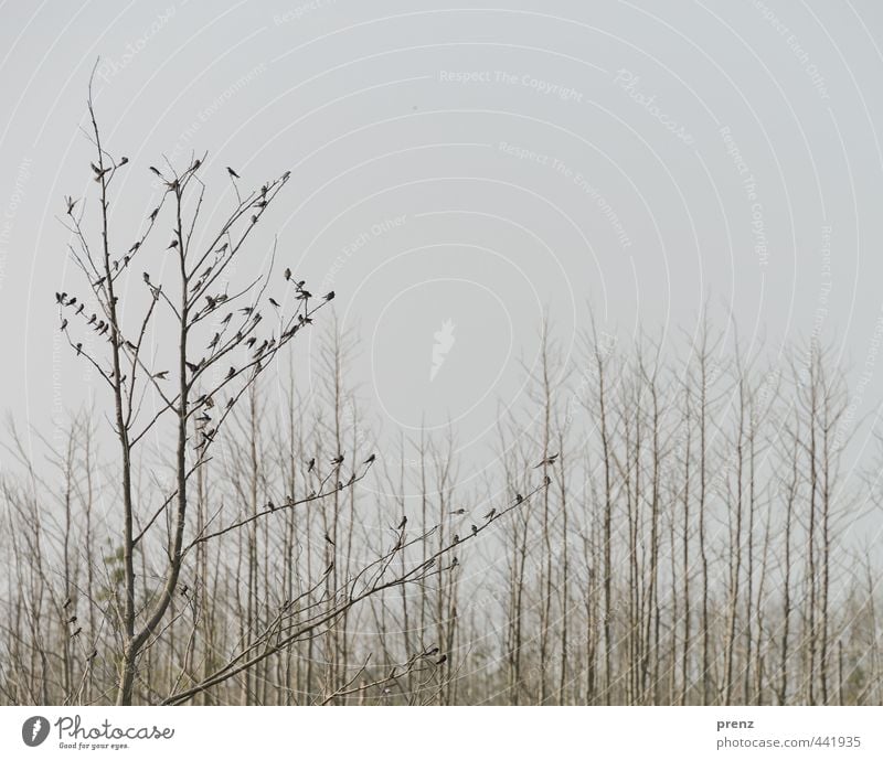 Schwalbenbaum - Darß Umwelt Natur Landschaft Pflanze Tier Sommer Schönes Wetter Baum Wildtier Vogel Tiergruppe Schwarm braun grau Totholz Farbfoto Außenaufnahme