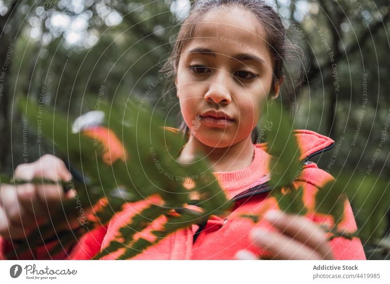 Ethnisches Mädchen mit Lupe erkundet den Wald bei Tag Wurmfarn zeigen erkunden untersuchen erklären achtsam Kindheit Wälder lernen Blatt finden Fundstück Fokus