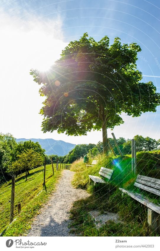 Sonnenplatz Ferien & Urlaub & Reisen Sommer Sommerurlaub Natur Landschaft Wolkenloser Himmel Schönes Wetter Baum Sträucher Wiese Berge u. Gebirge Gipfel