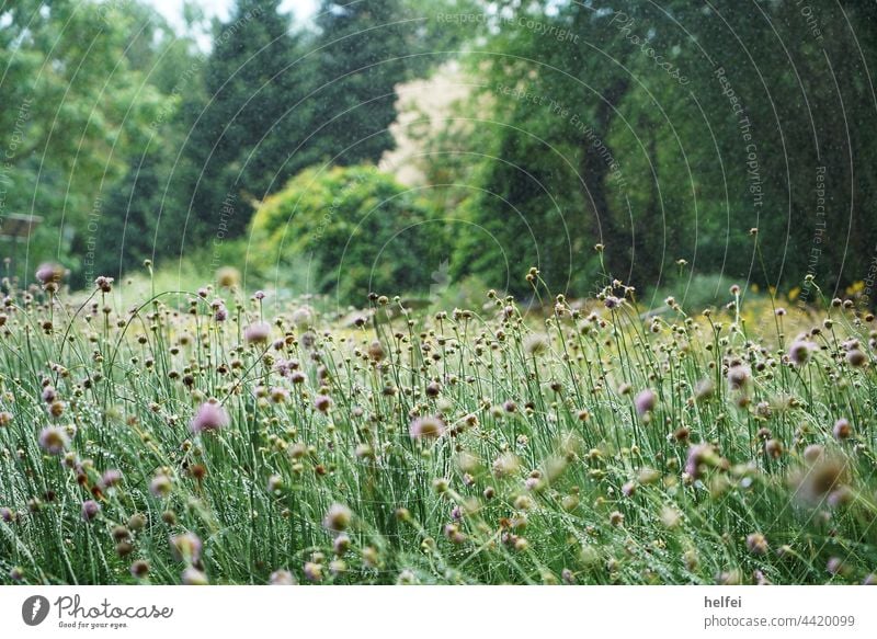 Wiesenblumen am Rande eines Parks in einer Sommer Wiese Blumen Blumenwiese Wildblumen Kornblumen Pflanze blühend natürlich Sommerwiese Wildpflanze