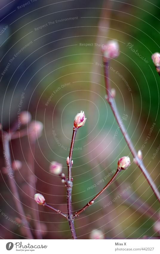 Knospe Frühling Pflanze Blatt Blüte Blühend Wachstum Blütenknospen Frühblüher Ast Zweige u. Äste Blattknospe Farbfoto mehrfarbig Außenaufnahme Nahaufnahme