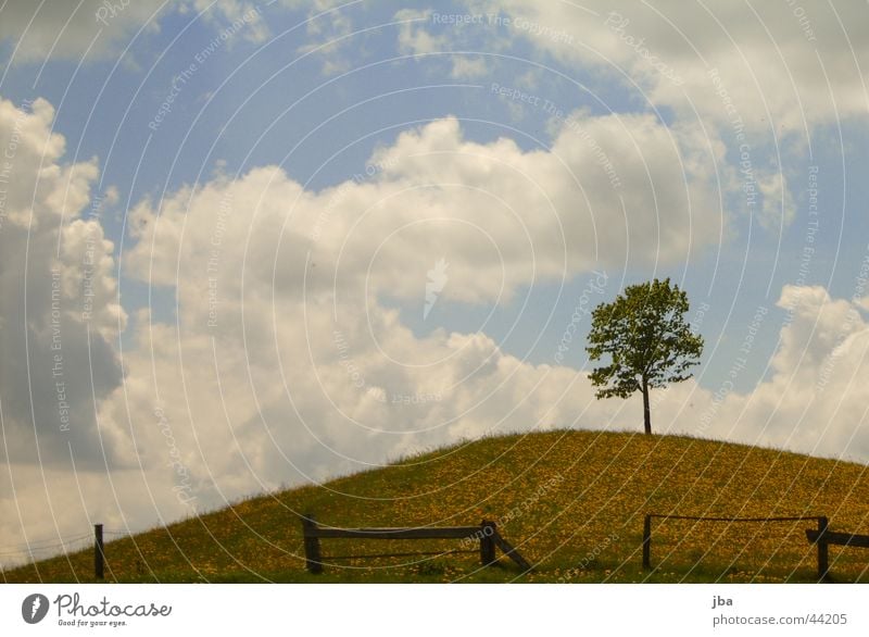 Baum in Feld auf Hügel Wolken Zaun Saublumen Emmental Sumiswald Schweiz Berge u. Gebirge Himmel Kanton Bern