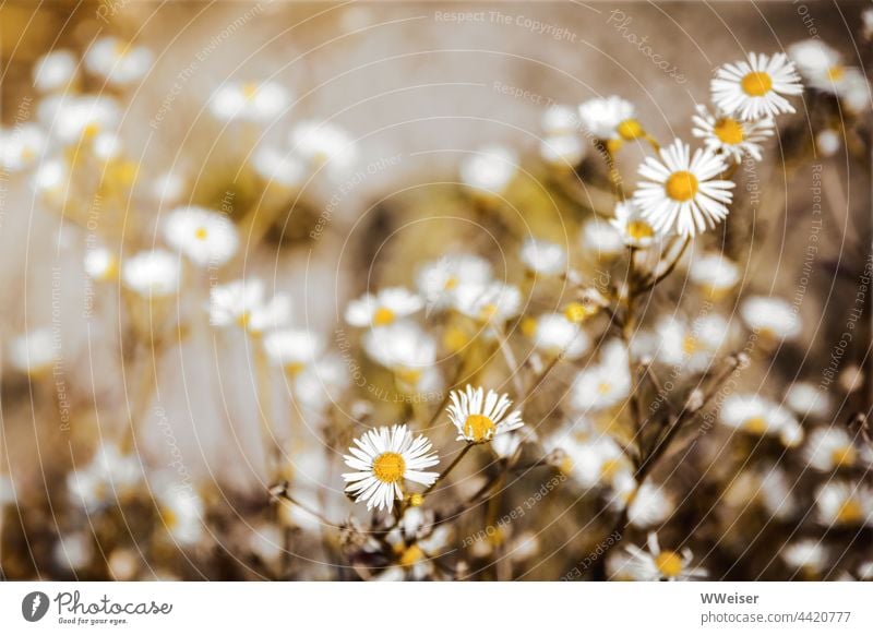 Bis in den Herbst hinein zeigen sich die sternchenförmigen Blüten auf den Wiesen und Feldern Berufskraut Blumen Pflanzen Korbblütler wild wuchern wachsen Wolke