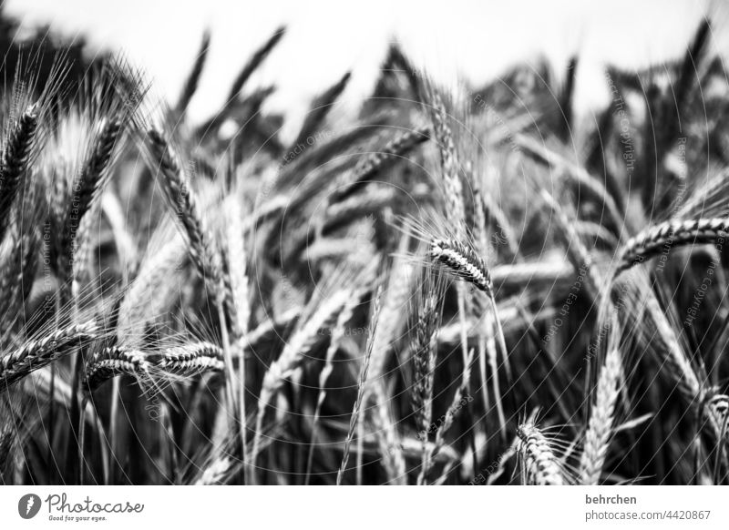 lebenselixier Ähre Feld Getreide Sommer Getreidefeld Gerste Roggen Korn Ackerbau Kornfeld Ähren Nutzpflanze Menschenleer Ernte Natur idyllisch Landwirtschaft