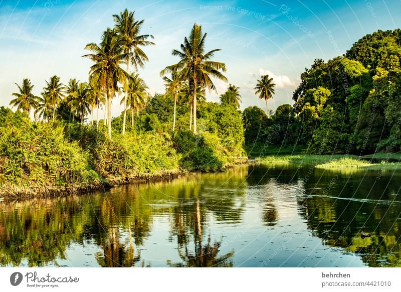 und, was macht ihr am wochenende? Idylle Paradies fantastisch Asien Pflanze Menschenleer exotisch Sonnenlicht außergewöhnlich erholen genießen traumhaft