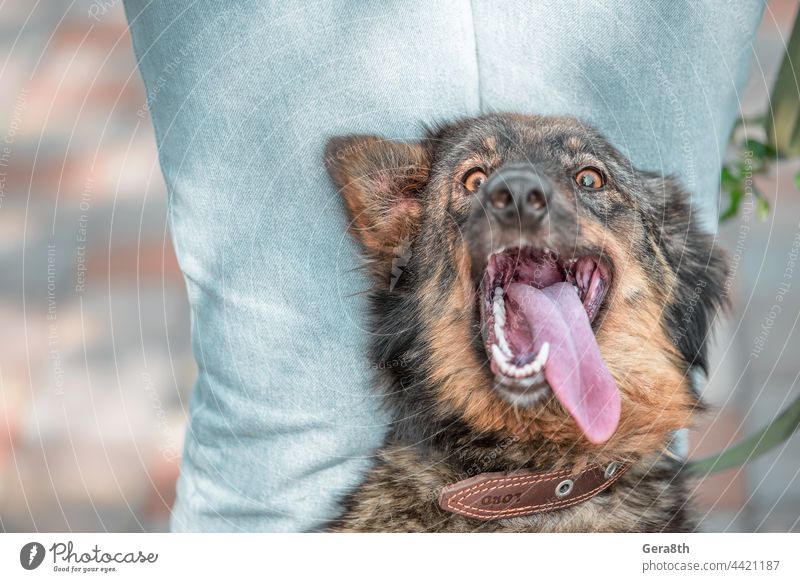 glücklicher Mischlingshund neben einer Frau in Blue Jeans Auge Hund Blick jung braun Fell Kopf heimisch Hintergrund Porträt Haustier niedlich Tier Erwachsener