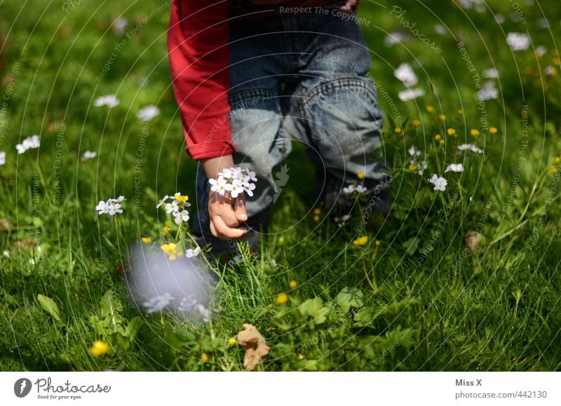 Blumenstrauß Kinderspiel Valentinstag Muttertag Mensch Kleinkind 1 1-3 Jahre 3-8 Jahre Kindheit Frühling Sommer Gras Blüte Wiese niedlich Gefühle Stimmung Liebe