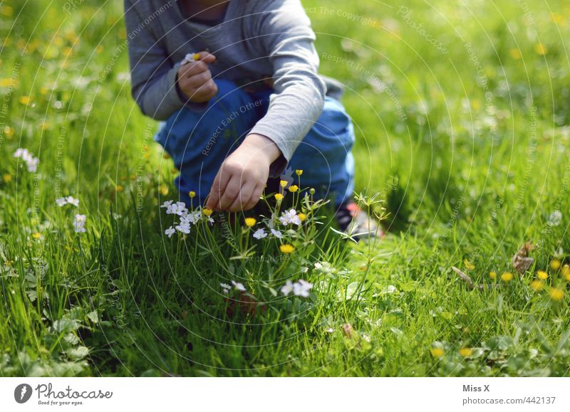 Pflücken Freizeit & Hobby Muttertag Mensch Kind Kleinkind Kindheit 1 1-3 Jahre 3-8 Jahre Frühling Sommer Blume Blüte Wiese niedlich Gefühle Stimmung Sympathie