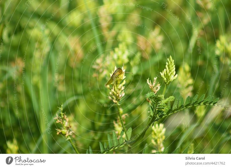 Schmetterling auf blühfähiger Kichererbse Milchwicke Nahaufnahme mehrjährig Blütezeit Astragalus Blume Pflanze geblümt Schönheit Blühend Kichererbsen Natur Gras