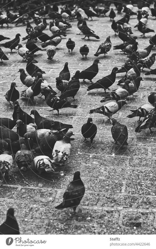 Markttauben Tauben Marktplatz Marktgeschehen Aufmerksamkeit zeitlos Altstadtstimmung Altstadtcharme Krakow Polen Stadtromantik Stadttauben romantisch