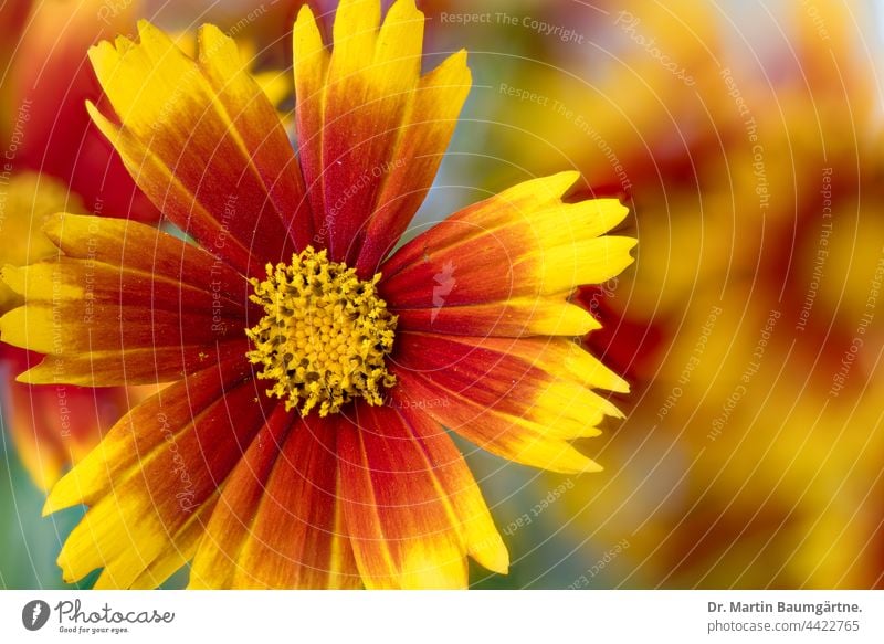 Blütenstand von Coreopsis Up Tick mit gelb-roten Zungenblüten Sorte Staude Blume Pflanze blühen Sommerblüher Sommerblume mehrjährig winterhart Korbblütler