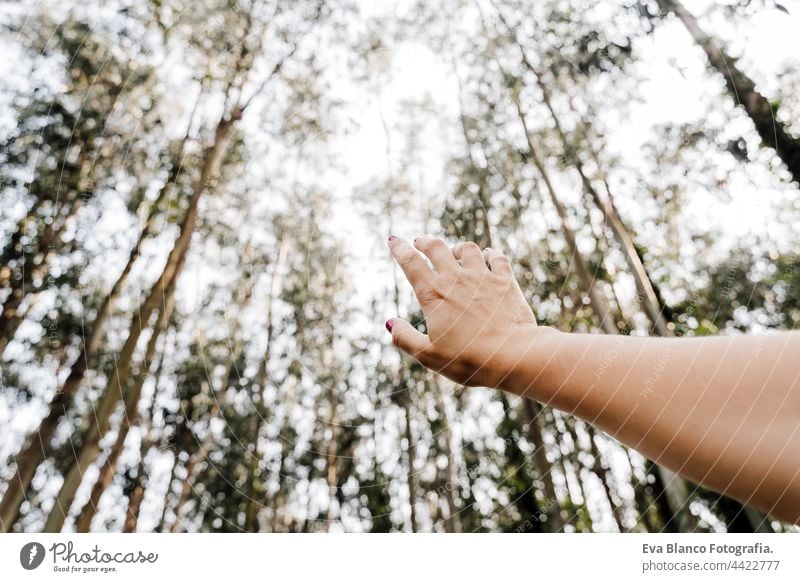 unerkennbare Frau Hand über schönen Eukalyptuswald Landschaft. Natur und Nachhaltigkeit Konzept Wald Sonnenuntergang Bäume nachhaltig Umwelt globale Erwärmung