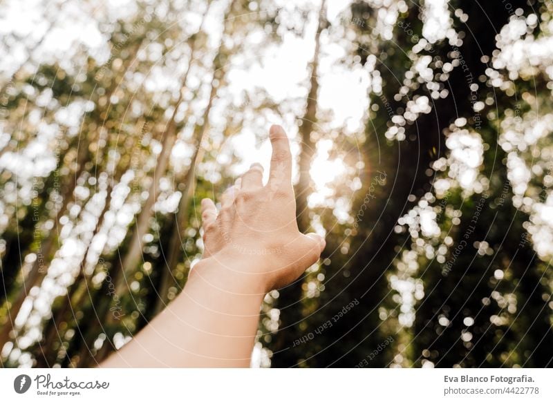 unerkennbare Frau Hand bei Sonnenuntergang über schönen Eukalyptuswald Landschaft. Natur und Nachhaltigkeit Konzept Wald Bäume nachhaltig Umwelt