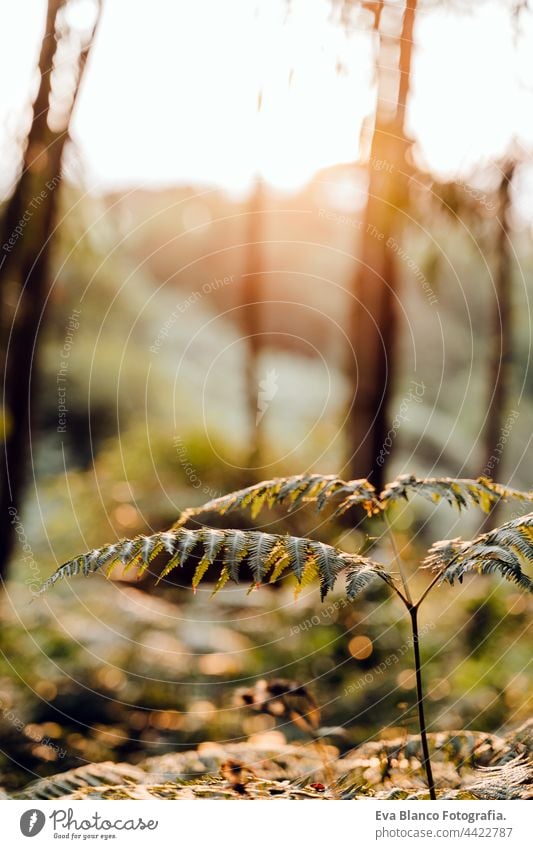 Nahaufnahme einer Farnpflanze in einer schönen Waldlandschaft bei Sonnenuntergang. Natur und Nachhaltigkeit Konzept. niemand abschließen Wurmfarn nachhaltig