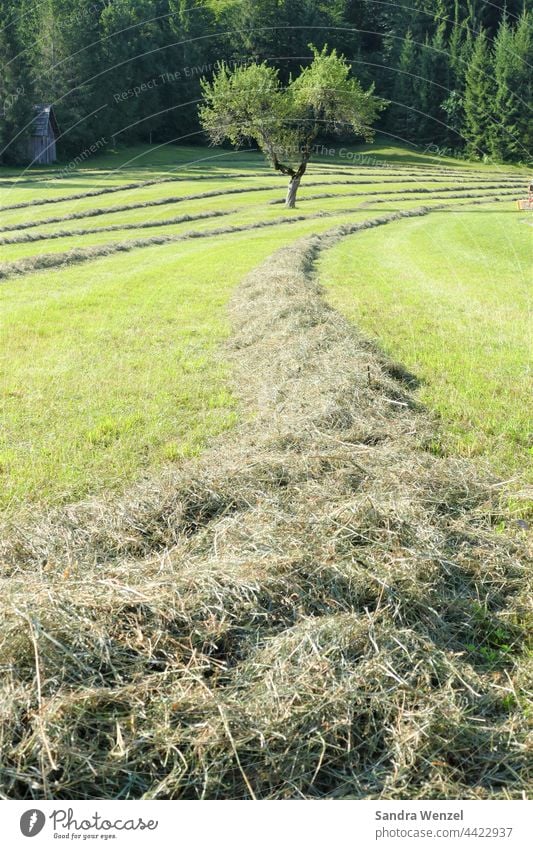 Frisches Heu.. Wiese Sommer Tierfutter Ursprung Natürlichkeit Landwirtschaft Blumenwiese Österreich Kärnten Gesundheit Feld Acker Anbau Sonnenschein Sommerwiese