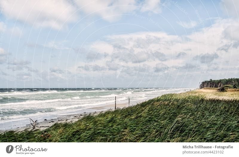 Weststrand Fischland - Darß Fischland-Darß-Zingst Strand Ostsee Küste Wellen Wasser Meer Sand Bäume Wald Himmel Wolken Wind Sonne Natur Landschaft