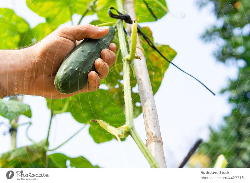 Landwirt sammelt Gurken im Garten pflücken Salatgurke Landschaft Bauernhof abholen Ernte Ackerbau reif frisch organisch natürlich Lebensmittel Schonung ländlich