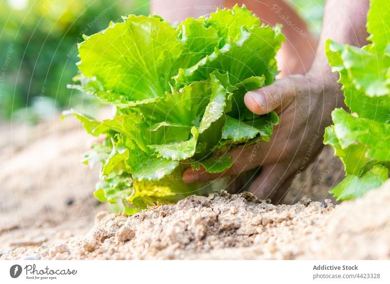 Landwirt pflückt Salat auf dem Bauernhof Ernte pflücken abholen reif Feld Ackerbau organisch grün frisch kultivieren ländlich Pflanze Schonung Landschaft