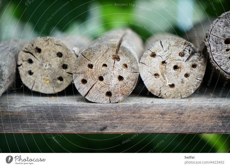 Insektenhotel ist Ideal zum beobachten von Wildbienen und anderen Insekten Biene Makroaufnahme Nahaufnahme bienenfreundlich Insektenschutz hölzern Insektenhaus