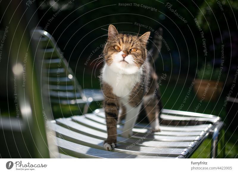 getigerte weiße Katze auf Sonnenliege im Freien im sonnigen Garten Ein Tier britische Kurzhaarkatze Tabby Fell katzenhaft Vorder- oder Hinterhof Natur grün