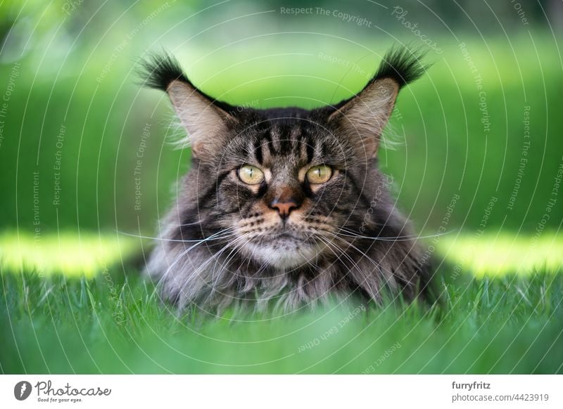 schwarz gestromte maine coon Katze ruht auf grünem Gras Porträt Rassekatze Haustiere Langhaarige Katze maine coon katze fluffig Fell katzenhaft Quaste lang