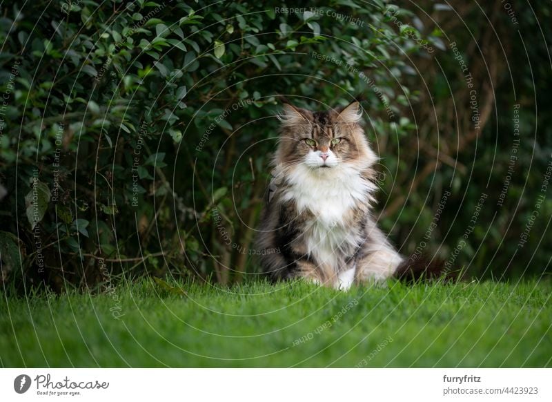 flauschige Maine Coon Katze im Freien im grünen Garten sitzen auf Gras Rassekatze Haustiere Langhaarige Katze maine coon katze fluffig Fell katzenhaft Quaste