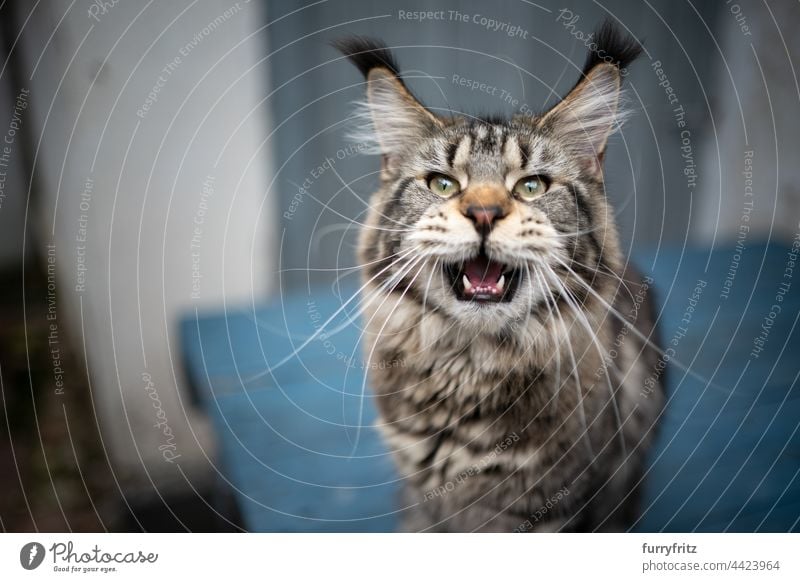 getigerte maine coon Katze miauend in die Kamera schauend im Freien Rassekatze Haustiere Langhaarige Katze maine coon katze fluffig Fell katzenhaft Quaste lang