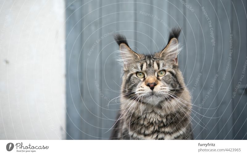 Tabby Maine Coon Katze Porträt auf hölzernen Hintergrund Rassekatze Haustiere Langhaarige Katze maine coon katze fluffig Fell katzenhaft Quaste lang Ohrspitze