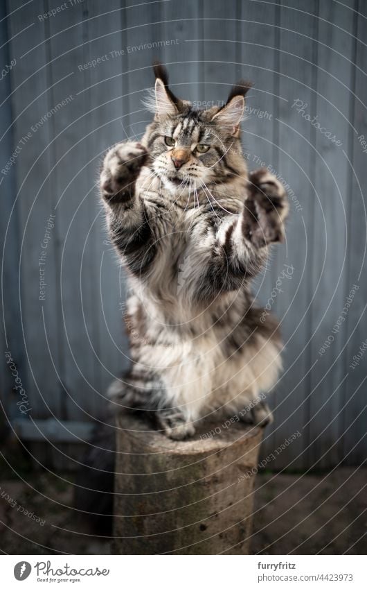 verspielte Katze, die auf den Hinterbeinen steht und die Pfoten bewegt Rassekatze Haustiere Langhaarige Katze maine coon katze fluffig Fell katzenhaft Quaste