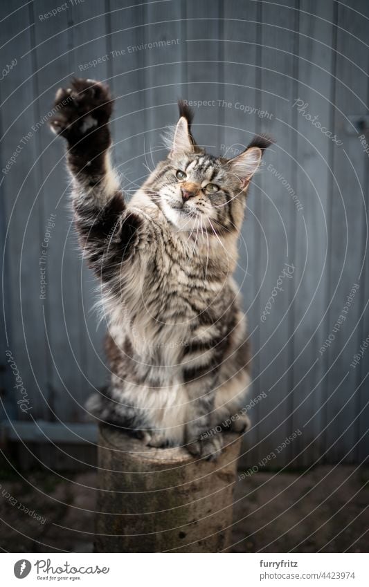 verspielte Waschbärkatze auf einem Baumstumpf sitzend und die Pfote hebend Rassekatze Haustiere Katze Langhaarige Katze maine coon katze fluffig Fell katzenhaft