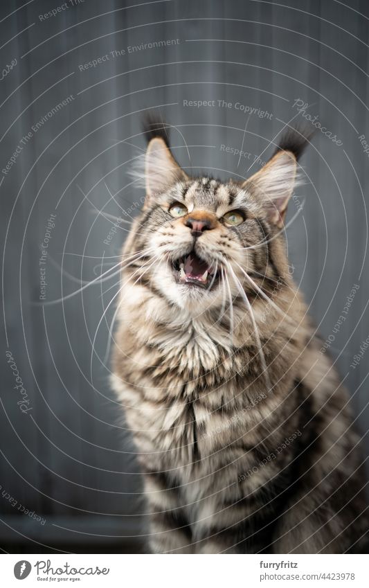 schnatternde Waschbärkatze, die mit offenem Maul nach oben schaut Rassekatze Haustiere Katze Langhaarige Katze maine coon katze fluffig Fell katzenhaft Quaste