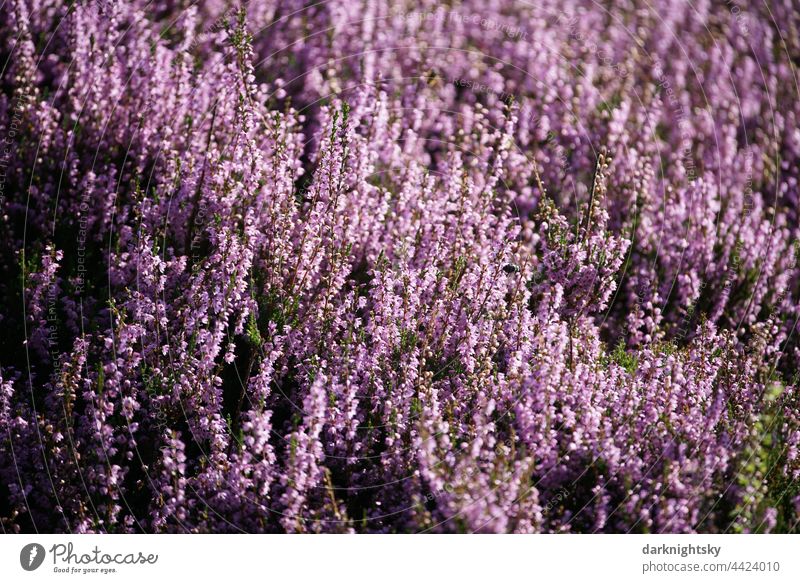 Heidekraut Gewächse in einer blühenden Heide, Calluna vulgaris im Licht der Sonne Schwache Tiefenschärfe Textfreiraum rechts Menschenleer Makroaufnahme Farbfoto