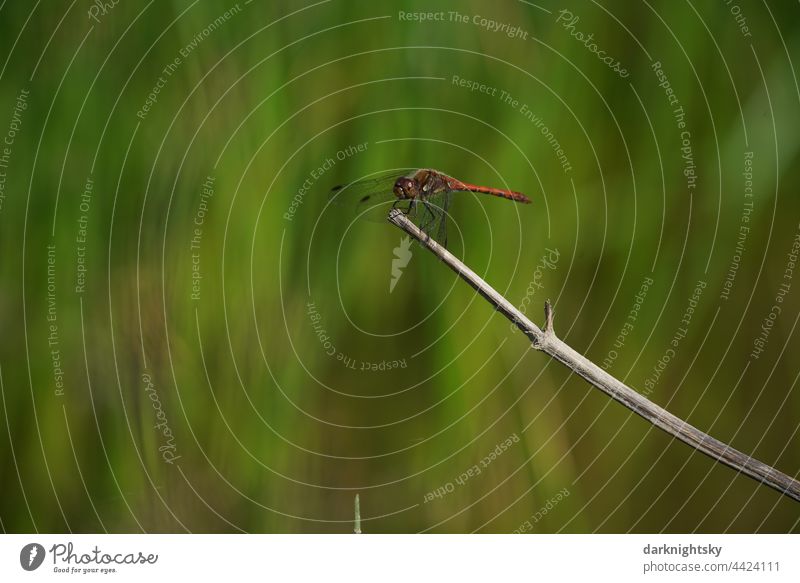 Eine Große Heidelibelle sitzt auf einem trockenen Halm einer Pflanze und beobachtet ihr Territorium. Insekt, Sympetrum striolatum Orange rote Natur Umwelt Grün