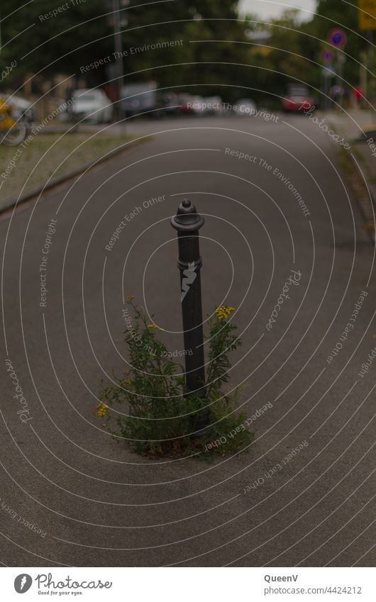 Stilpfosten mit Blumen auf der Straße Pfosten Absperrung Verkehr Fußgängerzone Verkehrszeichen Wege & Pfade Straßenverkehr Verkehrsschild