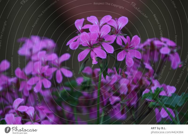 Blüten einer französischen Hängegeranie violett hängend französische Hängegeranien Pelargonium peltatum menschleer blütenblätter pink garten herausragend lila