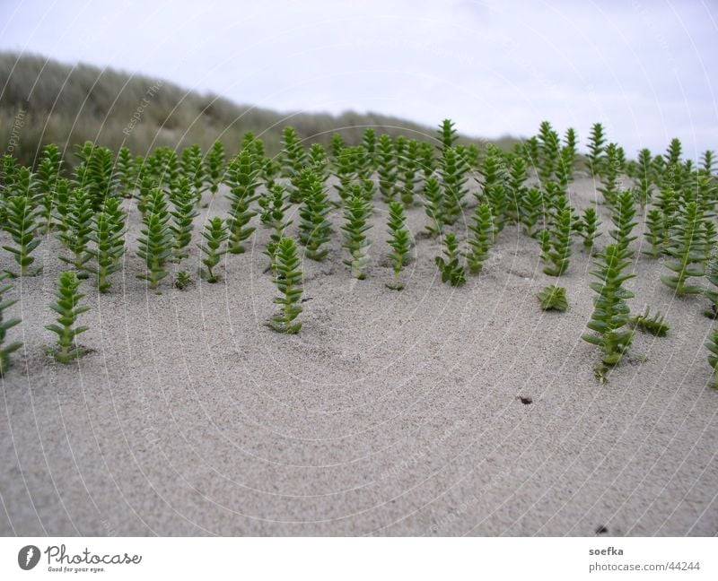 Strandpflanzen grün Stranddüne Pflanze Dänemark Sand