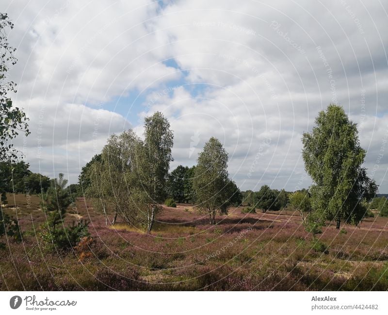 Lüneburger Heide - Landschaftsbild mit Heidekraut, Birken und Sträuchern Sommer Spätsommer Bäume Pflanzen Kulturlandschaft Natur draussen Heidekrautgewächse