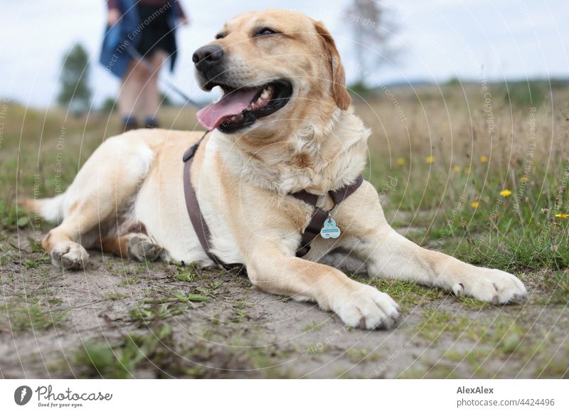 Blonder Labrador liegt in der Heide und macht einen Moment Pause von der Wanderung - im Hintergrund hält die Besitzerin die Leine Hund blond haustier