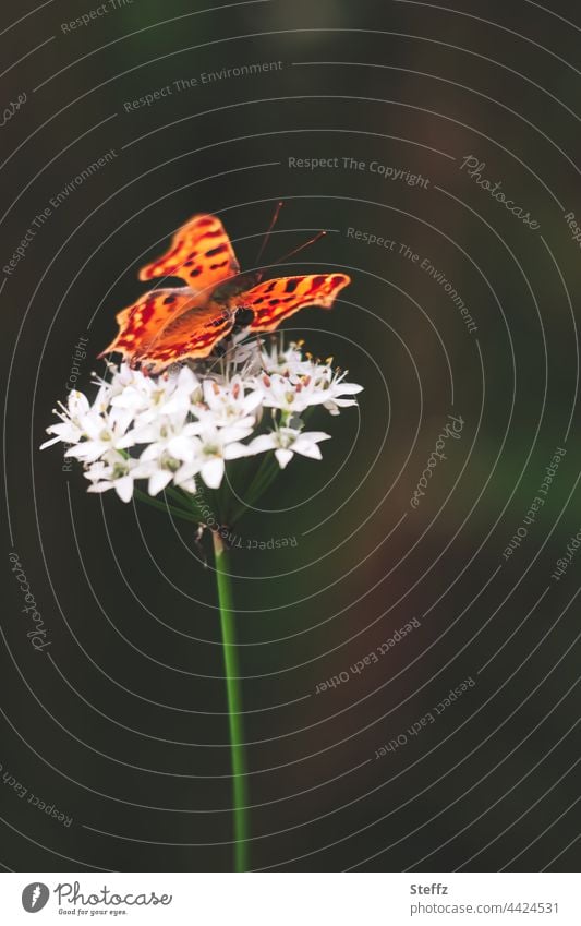 Schmetterling auf einem Schnittknoblauch Falter Waldfalter Gartenbesucher C-Falter Edelfalter Schmetterlingsflügel Gartenpflanze Wildpflanze Geophyt September