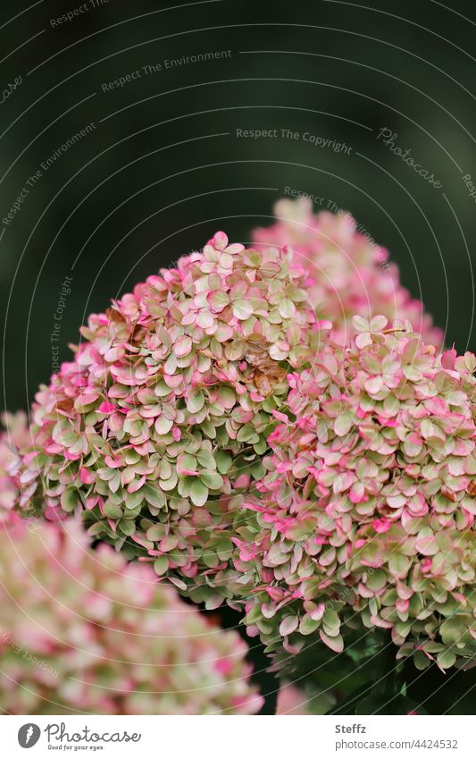 verblasste Hortensie Vorgartenpflanze Hortensienblüte Gartenhortensie Rispenhortensie Zierpflanze Hydrangea Gartenblumen Blütenblätter Gartenpflanze verwelkt