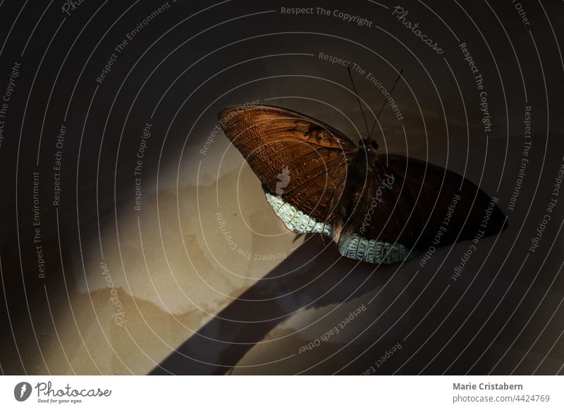 Nahaufnahme eines toten Schmetterlings im Licht und Schatten abstrakt Konzept von Leben und Tod Kreislauf des Lebens toter Schmetterling konzeptionell Insekt