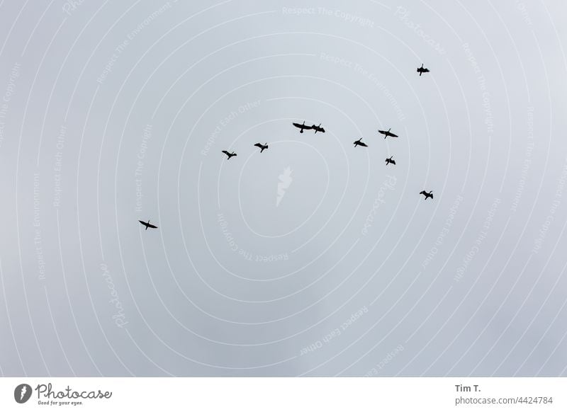 Vögel sammeln sich zum Abflug nach Süden Himmel Zugvögel Berlin köpenick Natur fliegen Außenaufnahme Zugvogel Vogel Vogelschwarm Umwelt Farbfoto Tier frei