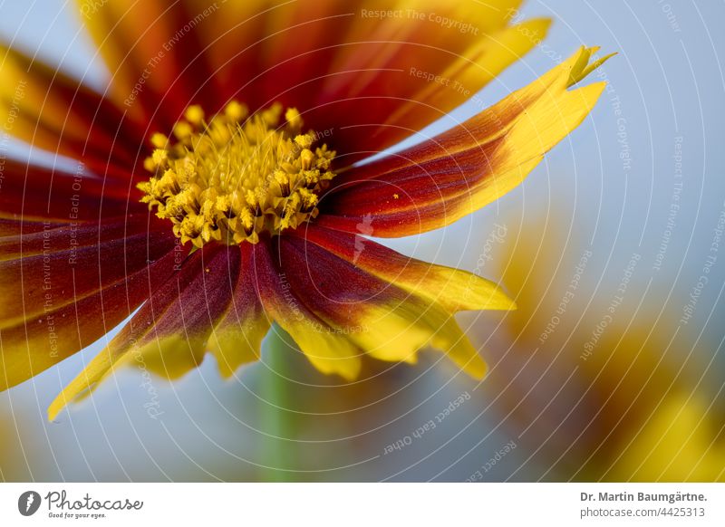 Blütenstand von Coreopsis Up Tick Sorte Staude Blume Pflanze Sommerblüher winterhart rot gelb Korbblütler Asteraceae Compositae geringe Tiefenschärfe