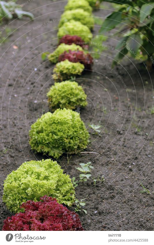 Salatköpfe im Garten Gartenerde Reihe Lollo rosso rot Lollo Biondo grün Erde Anpflanung Gemüseanbau Nahrungsmittel Ernährung Lebensmittel Gartenarbeit